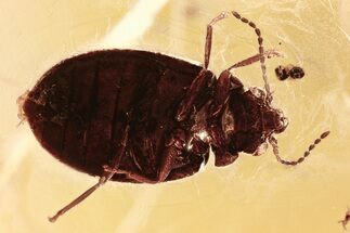 Detailed Fossil Marsh Beetle (Scirtidae) in Baltic Amber #310909