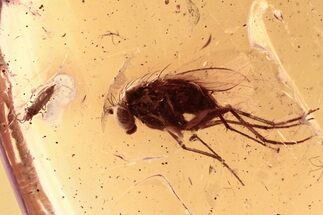 Fossil Fly (Diptera), Mite (Acari) & Thrip (Thysanoptera) In Amber #310973