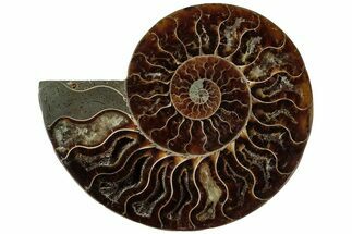 Cut & Polished Ammonite Fossil (Half) - Madagascar #310674