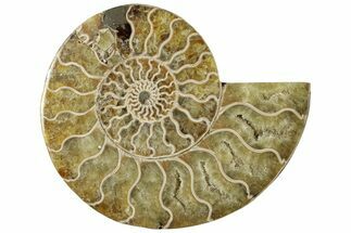 Cut & Polished Ammonite Fossil (Half) - Madagascar #310677