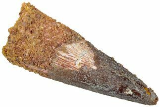 Fossil Spinosaurus Tooth - Real Dinosaur Tooth #310826