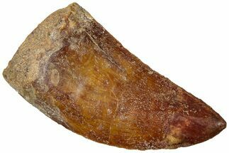 Serrated, Real Carcharodontosaurus Tooth - Restored Tip #311030