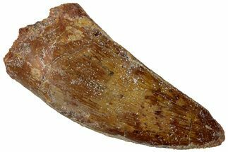 Serrated, Carcharodontosaurus Tooth - Real Dinosaur Tooth #311035