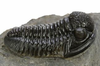 Detailed Gerastos Trilobite Fossil - Morocco #311060