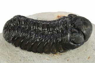 Detailed Austerops Trilobite - Nice Eye Facets #311069