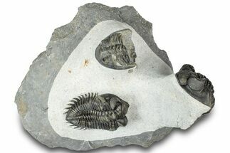 Two Coltraneia Trilobites With Hollardops - Ofaten, Morocco #311147