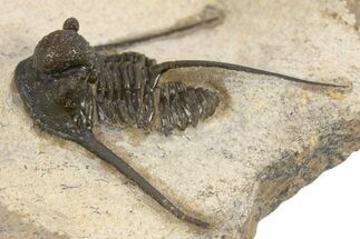 Long-Spined Cyphaspis Trilobite - Foum Zguid, Morocco #311131