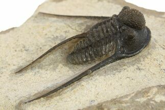 Long-Spined Cyphaspis Trilobite - Foum Zguid, Morocco #311133