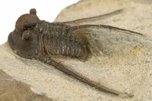 ザウルス.TRUITEPERFAIT.76M ユニクロ公式 | ウルトラストレッチデニムスリムフィットパンツ