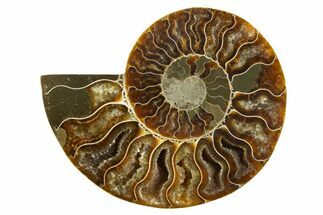 Cut & Polished Ammonite Fossil (Half) - Madagascar #310655