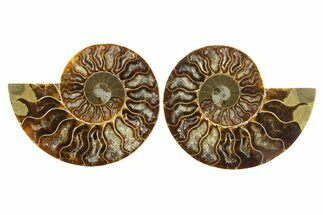 Cut & Polished, Agatized Ammonite Fossil - Madagascar #310697