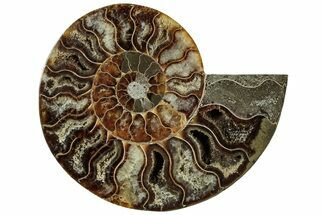 Cut & Polished Ammonite Fossil (Half) - Madagascar #310729