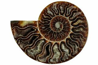 Cut & Polished Ammonite Fossil (Half) - Madagascar #310732