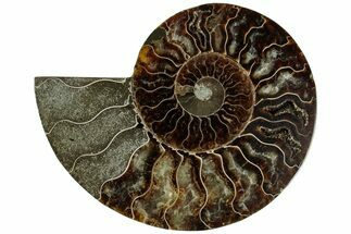 Cut & Polished Ammonite Fossil (Half) - Madagascar #310734