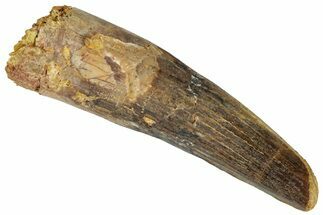 Fossil Spinosaurus Tooth - Real Dinosaur Tooth #310873