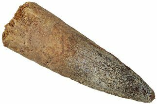 Fossil Spinosaurus Tooth - Real Dinosaur Tooth #310884