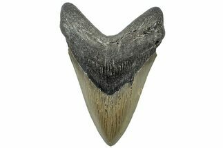 Serrated, Fossil Megalodon Tooth - North Carolina #311112