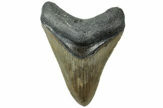 Serrated, Fossil Megalodon Tooth - North Carolina #311119