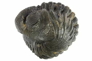 Perfectly Enrolled Drotops Trilobite - About Around #311188