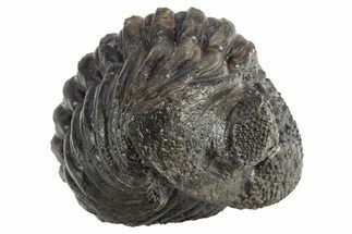 Perfectly Enrolled Drotops Trilobite - About Around #311189