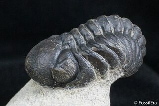 Moroccan Reedops Trilobite - Inches #2777