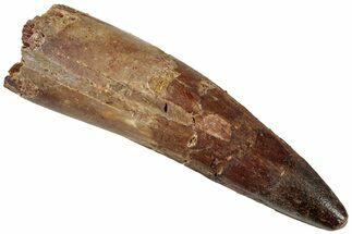 Real Fossil Spinosaurus Tooth - Restored Tip #311153