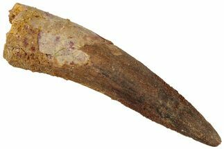 Bargain, Fossil Spinosaurus Tooth - Real Dinosaur Tooth #311155