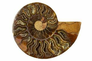 Cut & Polished Ammonite Fossil (Half) - Crystal Pockets #310687