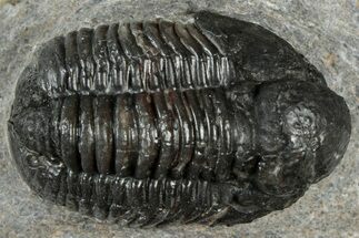 Bargain, Detailed Gerastos Trilobite Fossil - Morocco #311243