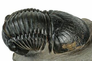 Large Paralejurus Trilobite Fossil - Atchana, Morocco #311250