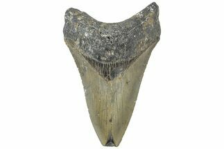 Bargain, Fossil Megalodon Tooth - Serrated Blade #311260