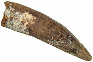 Fossil Spinosaurus Tooth - Real Dinosaur Tooth #311271