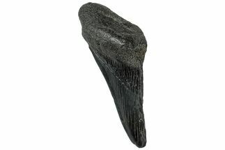 Partial, Fossil Megalodon Tooth - South Carolina #307672