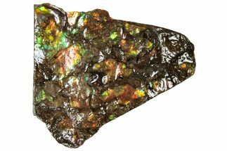 Iridescent Ammolite (Fossil Ammonite Shell) - Alberta #311344