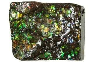 Iridescent Ammolite (Fossil Ammonite Shell) - Alberta #311351