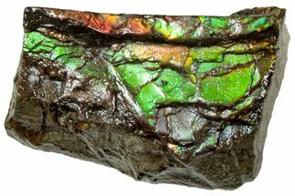 Iridescent Ammolite (Fossil Ammonite Shell) - Alberta #311395