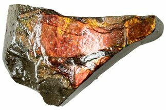 Iridescent Ammolite (Fossil Ammonite Shell) - Alberta #311397