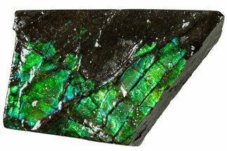 Iridescent Ammolite (Fossil Ammonite Shell) - Alberta #311400