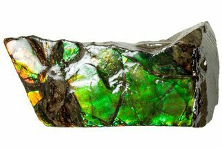 Iridescent Ammolite (Fossil Ammonite Shell) - Alberta #311425