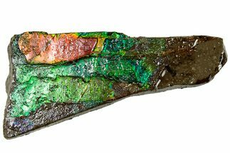 Iridescent Ammolite (Fossil Ammonite Shell) - Alberta #311428