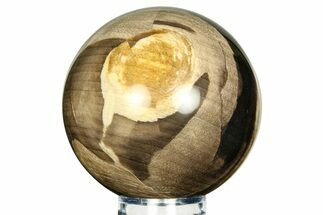 Petrified Wood (Tropical Hardwood) Sphere - Indonesia #311576