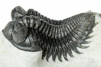 Detailed Coltraneia Trilobite Fossil - Huge Faceted Eyes #311685