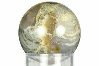 Polished Agatized Fossil Coral Sphere - Indonesia #311546