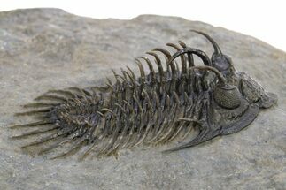 Spiny Comura Trilobite With Two Proetids - Ofaten, Morocco #311513