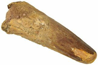 Real Fossil Spinosaurus Tooth - Feeding Worn Tip #311791