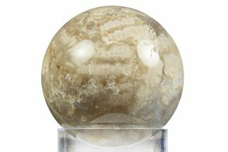Polished Agatized Fossil Coral Sphere - Indonesia #311527