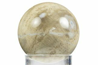 Polished Agatized Fossil Coral Sphere - Indonesia #311542