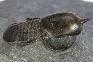 Pelagic Trilobite (Cyclopyge) Fossil - Exceptional Specimen #311825