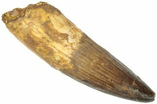 Fossil Spinosaurus Tooth - Real Dinosaur Tooth #311796