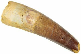 Fossil Spinosaurus Tooth - Real Dinosaur Tooth #311803